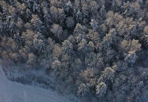 Подробнее о статье Александр Лукашенко: в Беларуси создана надежная система охраны диких животных, лесных и рыболовных угодий